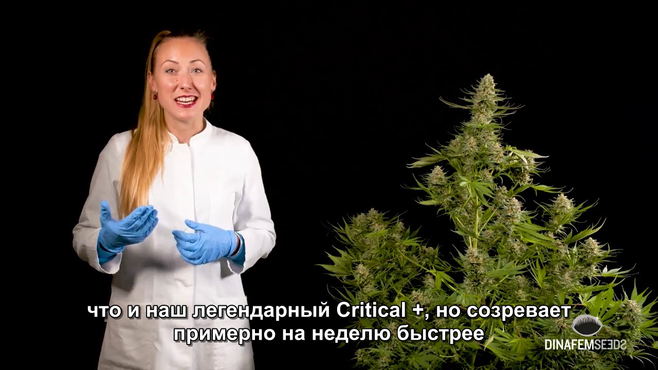 Quick Critical + от Dinafem Seeds