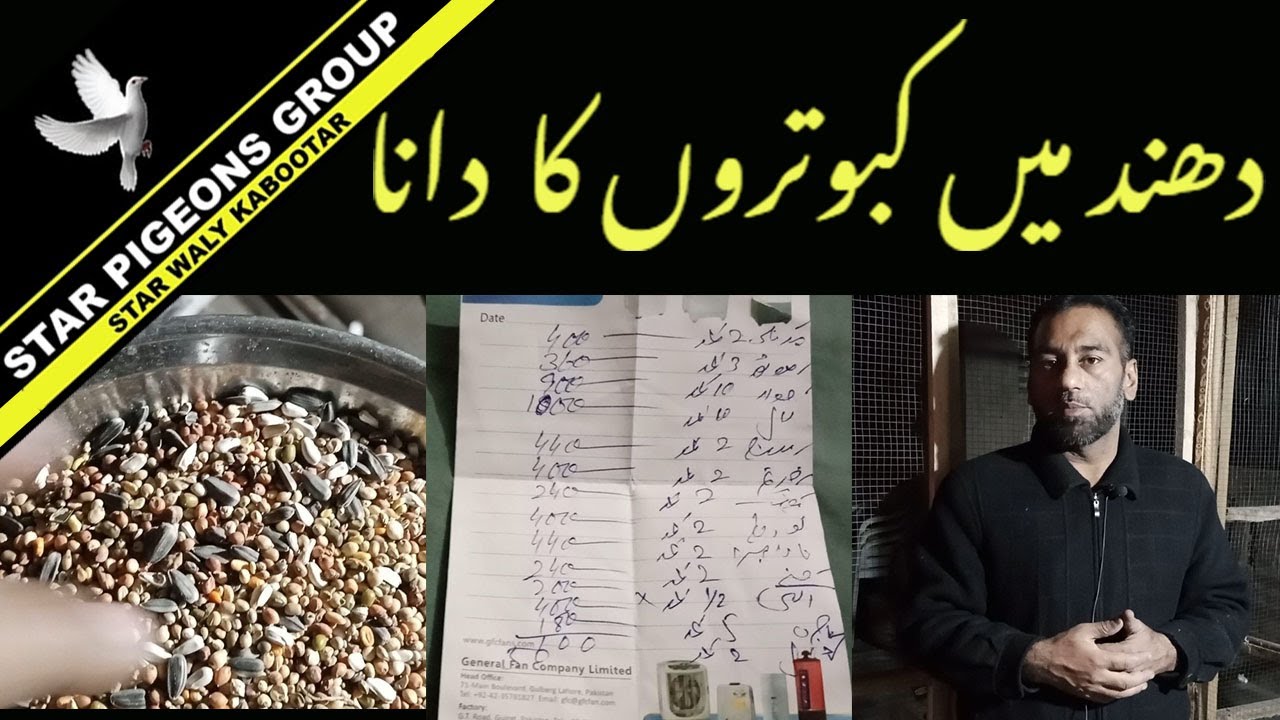 Kabootar Ki Sakht Sardi Ka Dana | Kabootar Bazi | Star Walay Kabootar | Star Pigeons Group - URDU