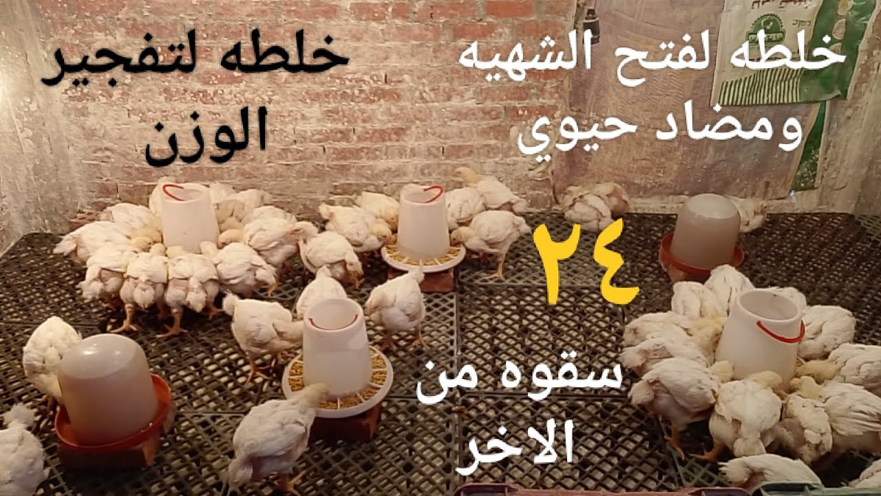 هنوني وباركولي هنوفر النشاره والتبن # حطيت الفراخ على الارضيات البلاستيك # نضفت وعقمت المكان ووسعتو