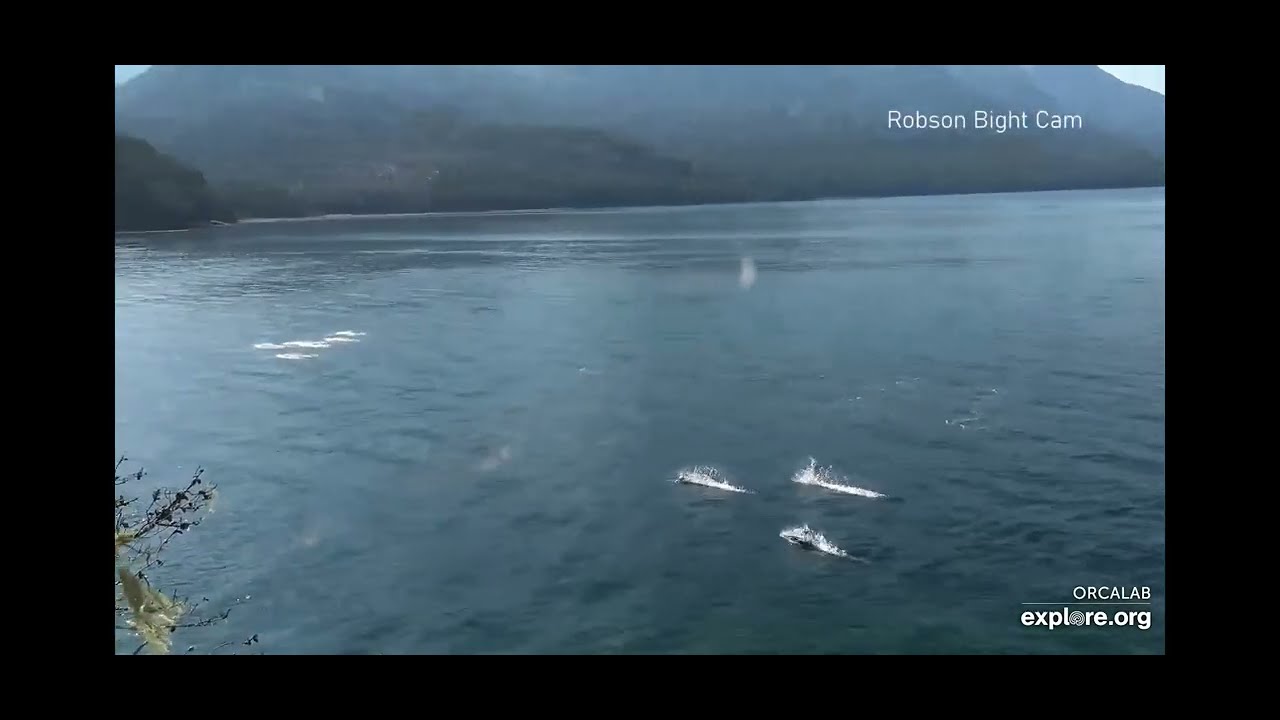 Dolphins on Robson Bight Cam - explore.org - OrcaLab 