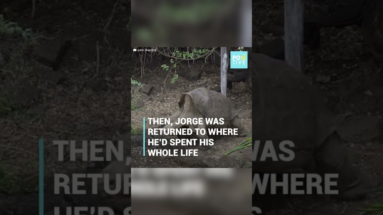 The story of George, the world's loneliest tortoise | Positive