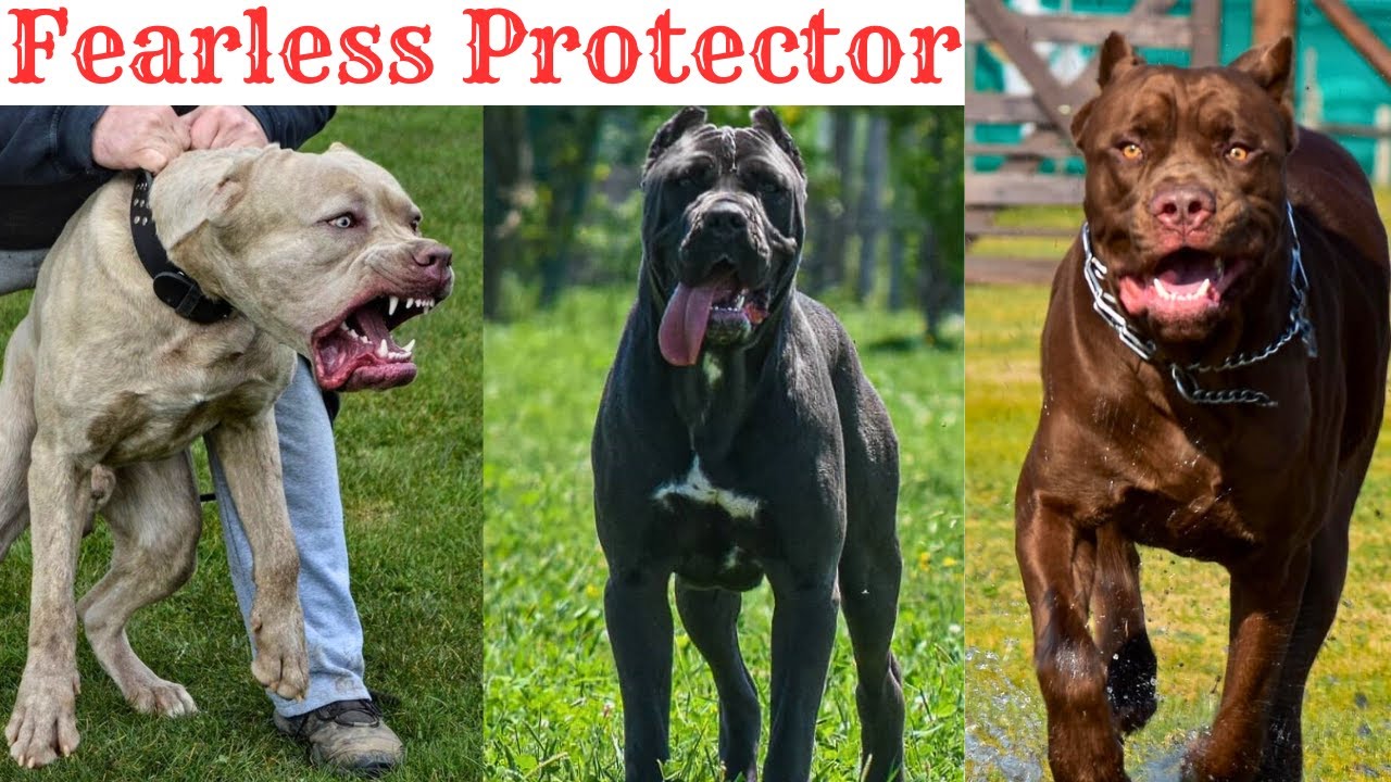 American Bandogge: A Powerful Breed That Requires Responsible Handling