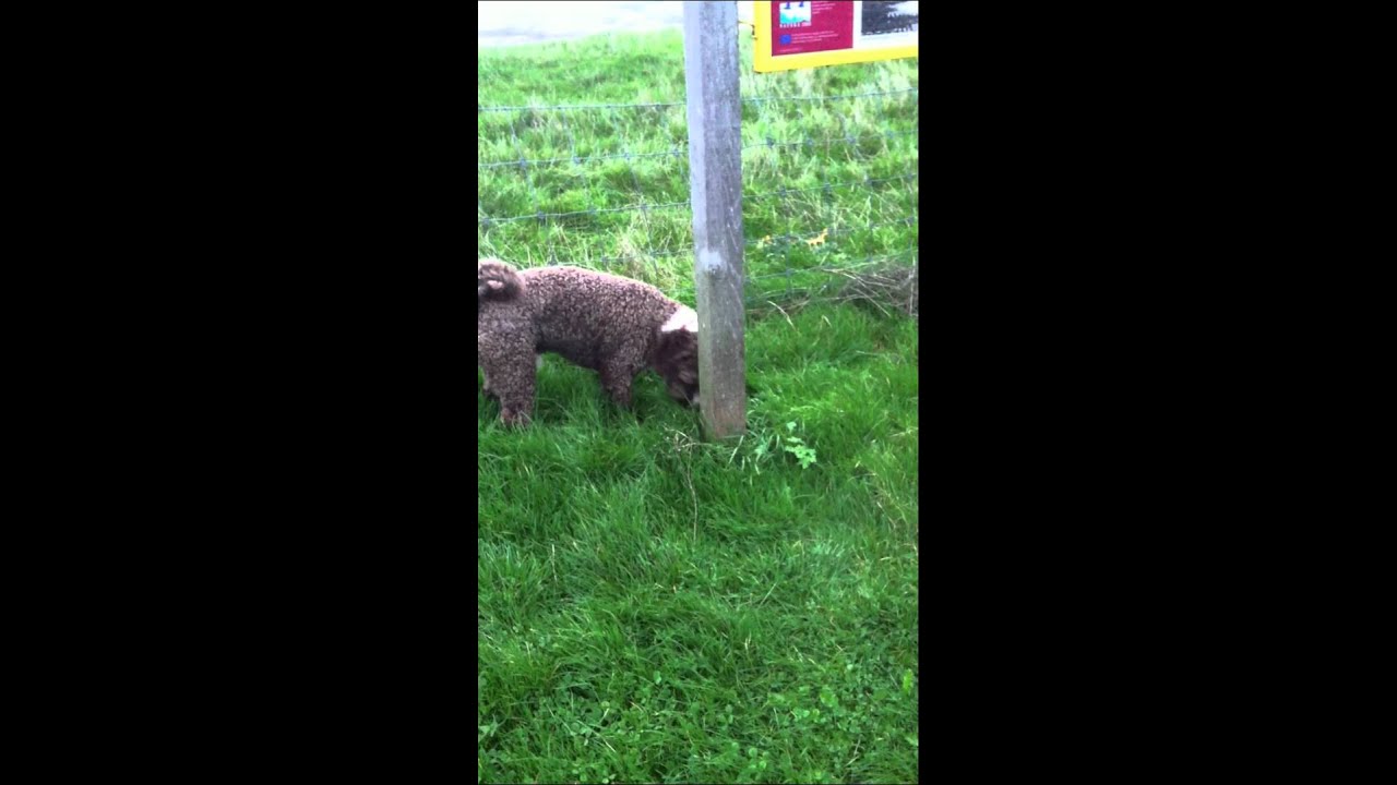 Boeda, spaanse waterhond van mart schrieken, on the move