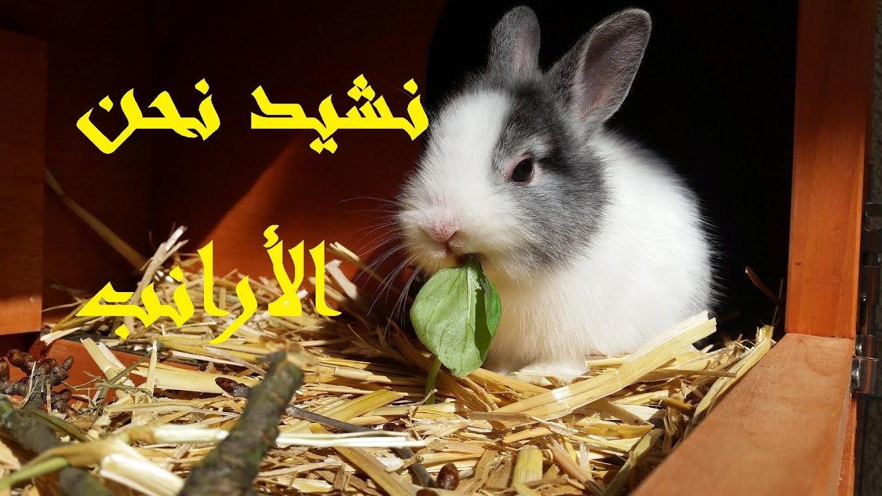 نحن الأرانب مكتوبة