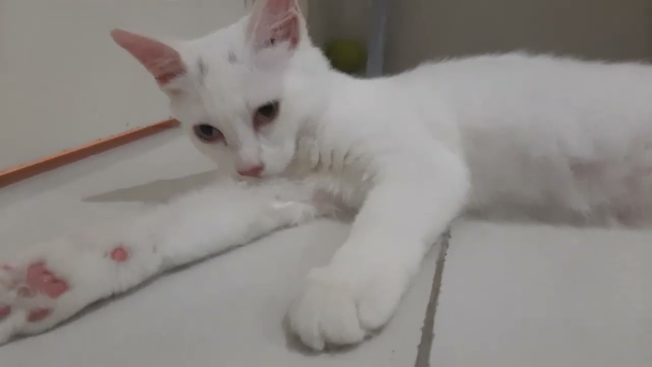 Curious kittens|Asthmatic but furlover