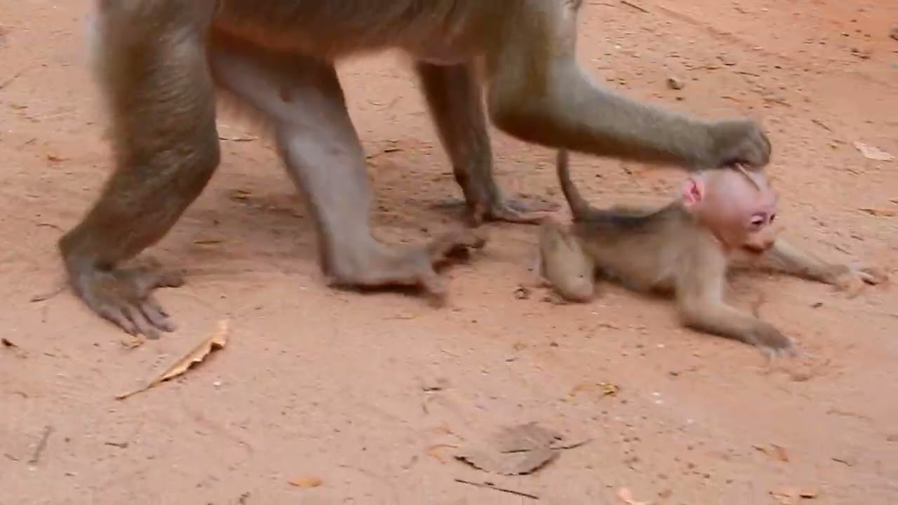 Poor life of baby monkey Lily living with mother Libby!