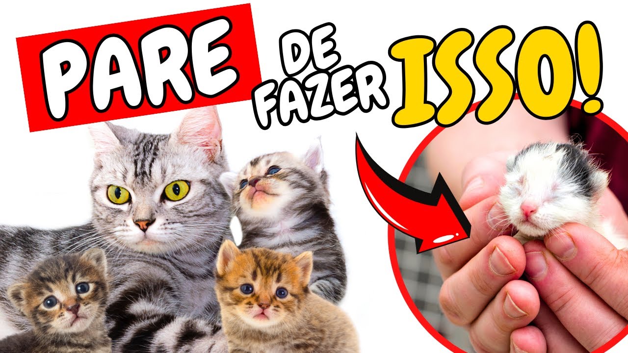 Minha gata deu a luz e AGORA? Como Cuidar de uma Gata com seus GATINHOS Filhotes Recém-Nascidos!