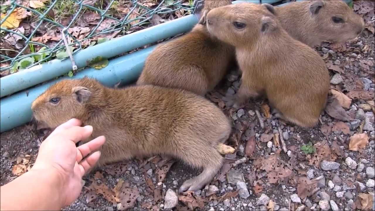 カピバラ （アニマルキングダム篇）春馬君からのサプライズ