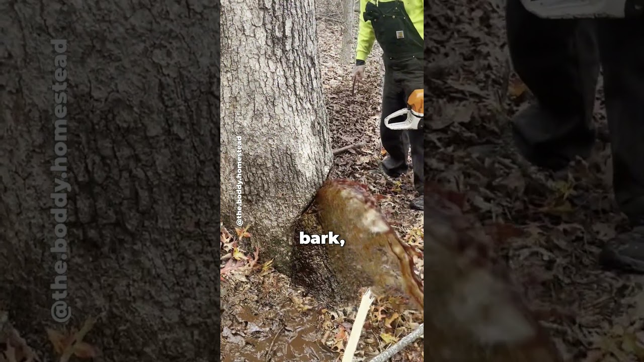 Why is this tree GUSHING Water?