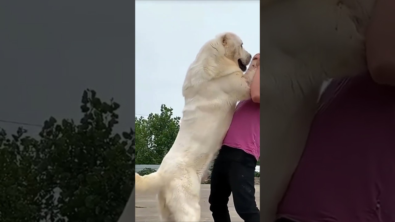 14 Rare Giant Dogs You’ll Never Forget 
