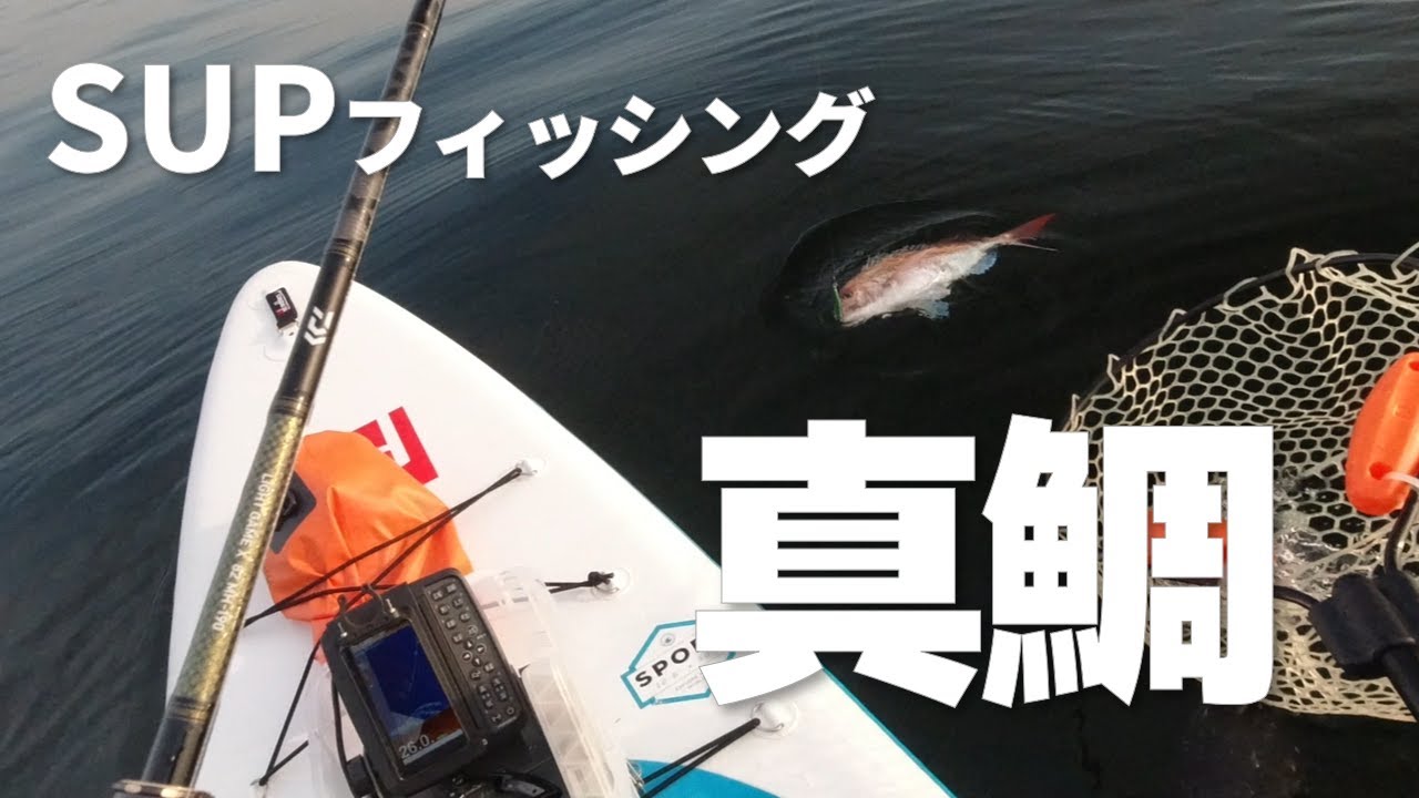 SUPフィッシング マダイ 乗っ込みシーズン最盛期！ TGベイトで狙う春の真鯛