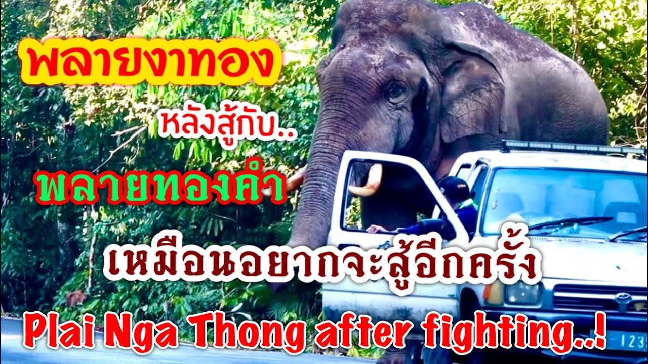 Ep26. ล่าสุด..! พลายงาทองหลังสู้ศึกกับพลายทองคำ รอบที่ 2 #เขาใหญ่ #elephant #ช้างป่า #new #nature
