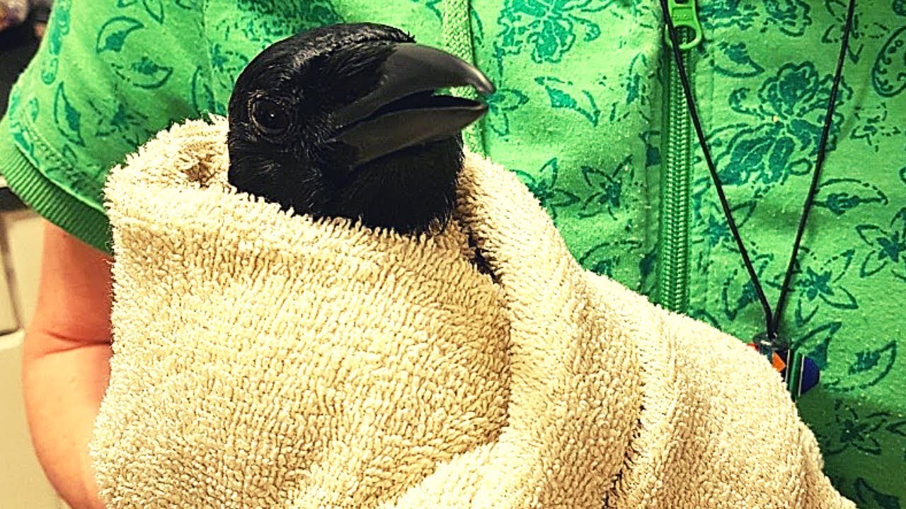 Pet crow Gets a Bath