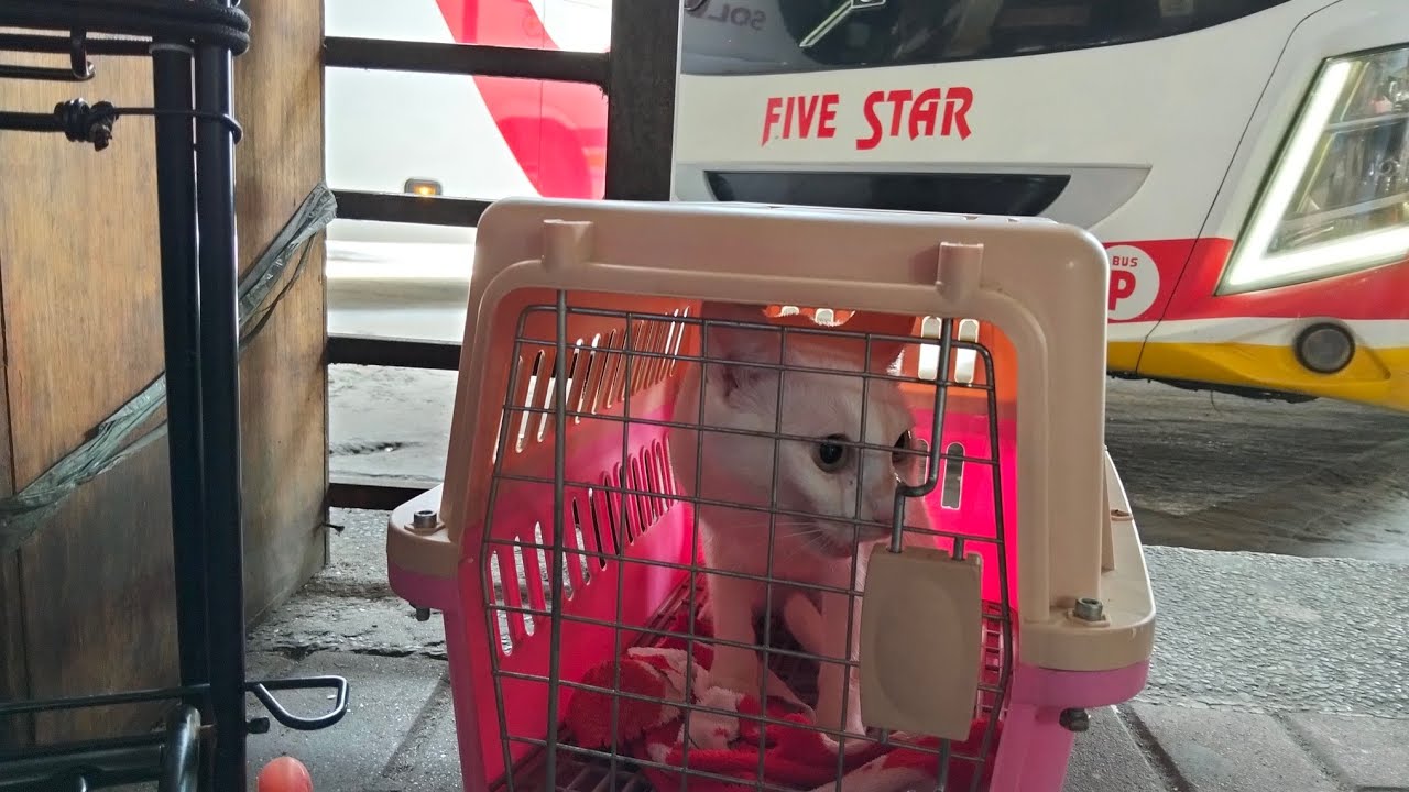 Byaheng pusa papuntang Norte.