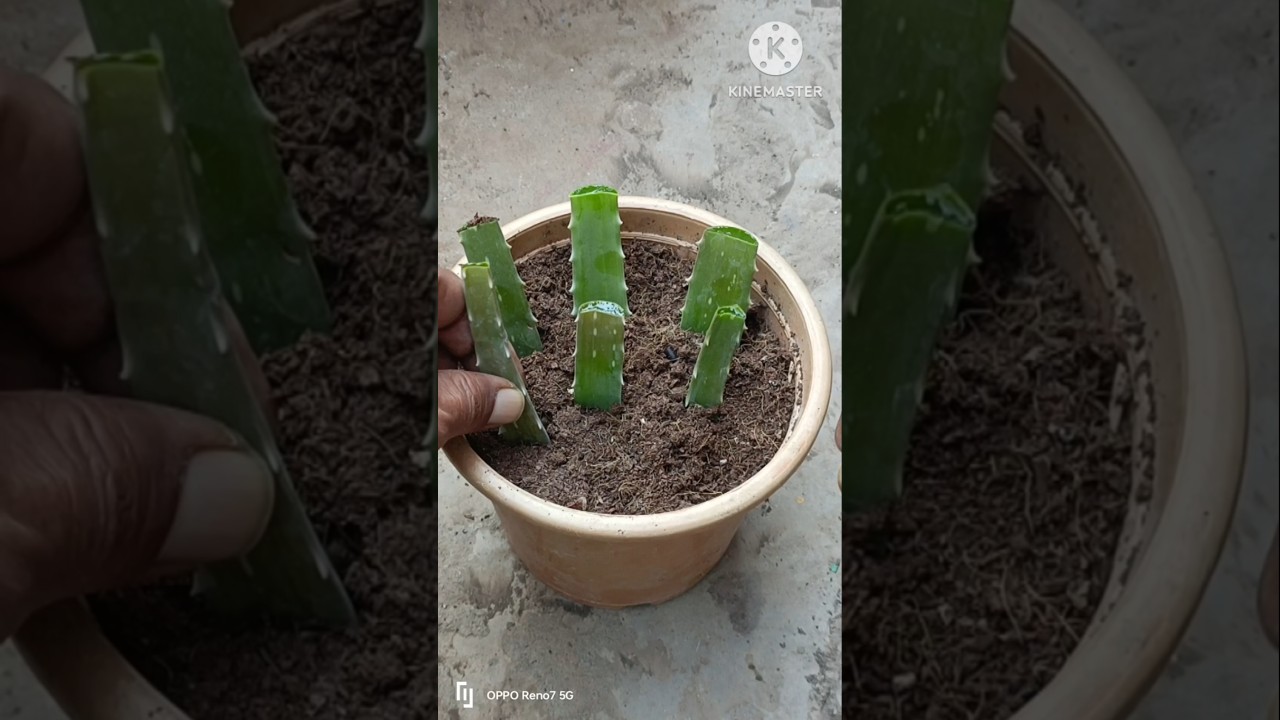 I Tried Growing Aloe Vera In The Desert#shorts #cuttingskills #aloevera