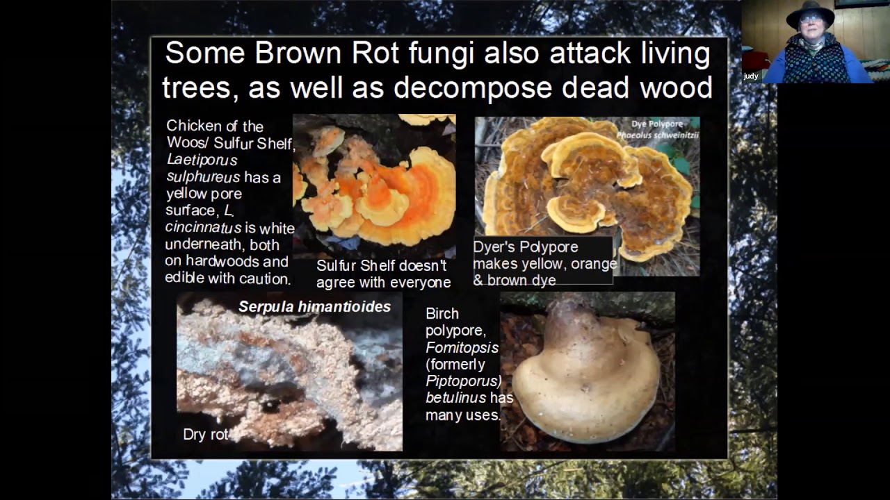 Crusts & Polypores - Judy Mackenroth (MAWDC Jan 2021)