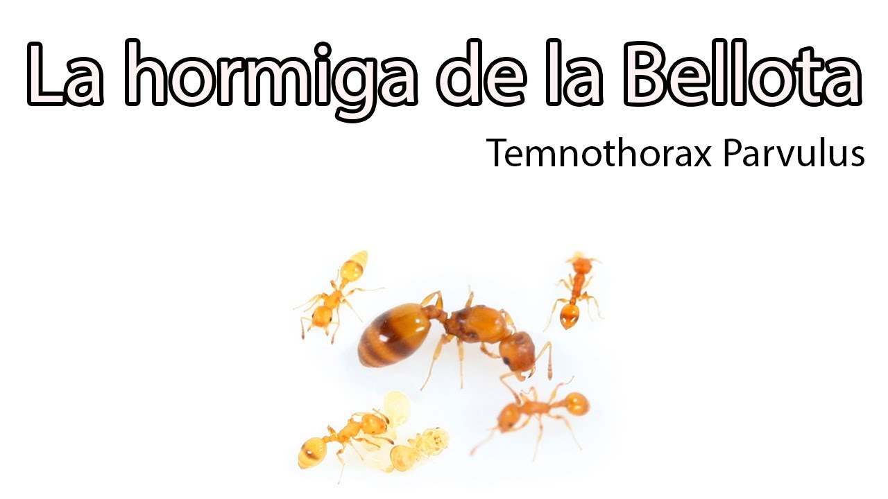 ANTenas || Temnothorax -  La hormiga de la Bellota