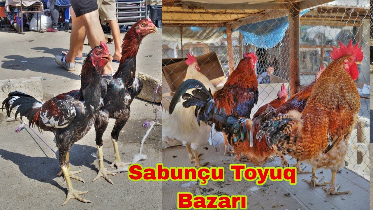 Sabunçu Toyuq Bazarı 15 Sentyabr 2024