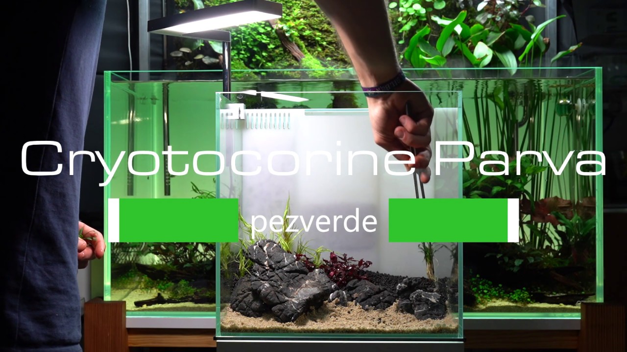 Montamos un nano ACUARIO en 10 min