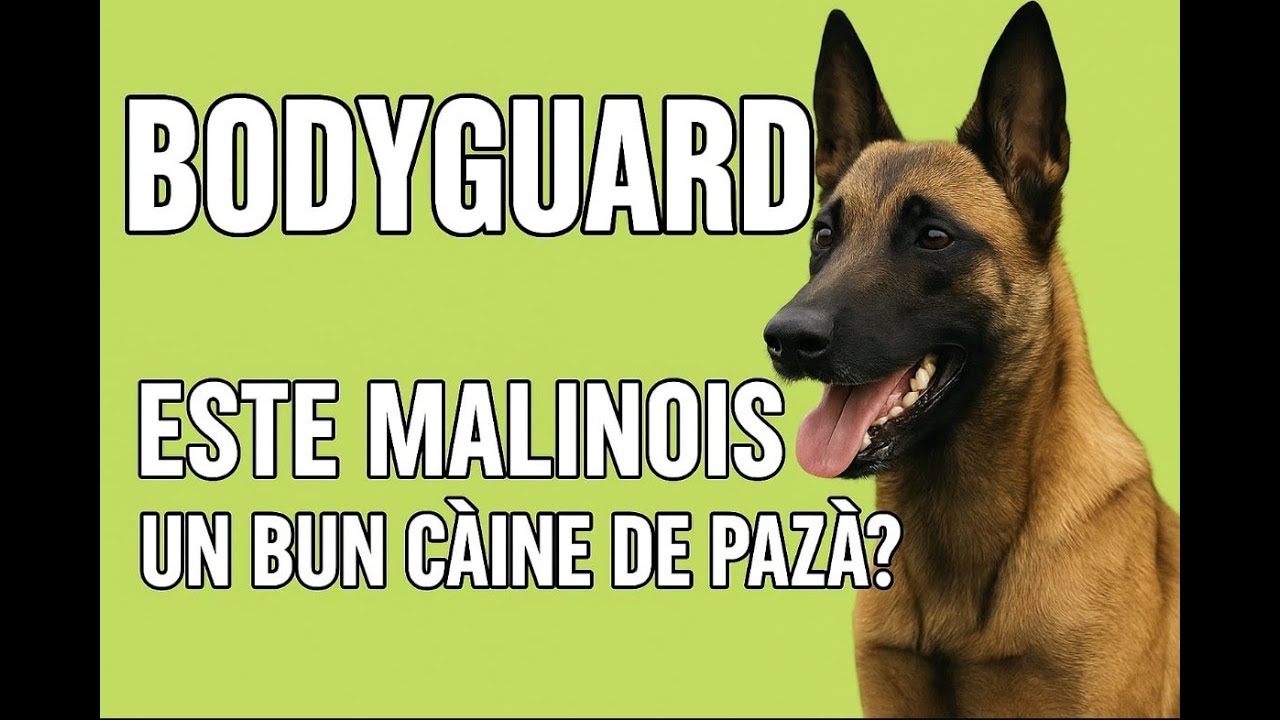 Este Malinois un Câine bun pentru Pază?