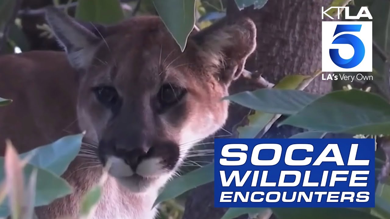 Mountain lion tracked by chopper in LA neighborhood & more wildlife stories | Wild Animals SoCal