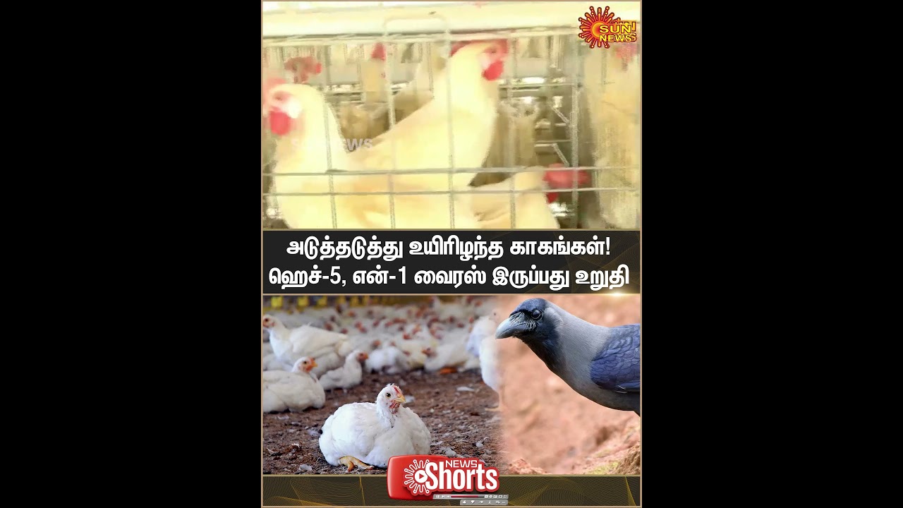 Kerala | Bird flu Infection | H-5, N-1 Virus | Sun News