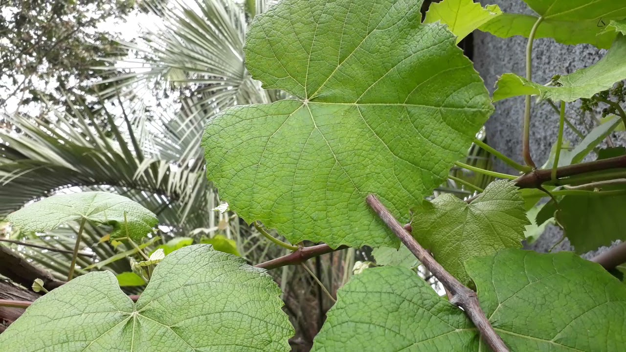 Isabel Precoce - Características