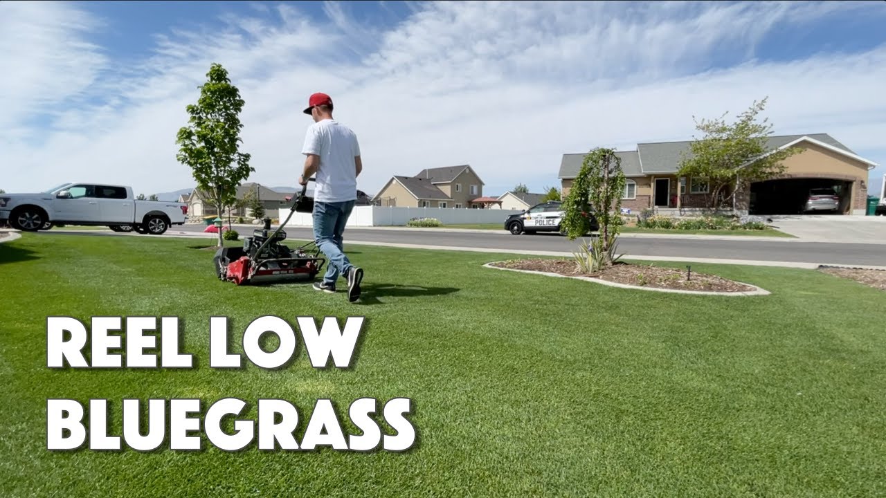 REEL MOWING ASMR - Reel Low Kentucky Bluegrass