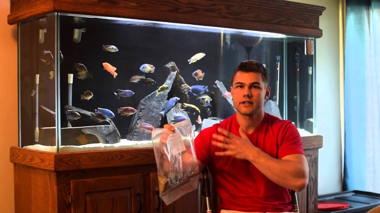 My fish/cichlid stopped eating/is sick. What do I do? BLOAT Treatment, CLOUT, etc.