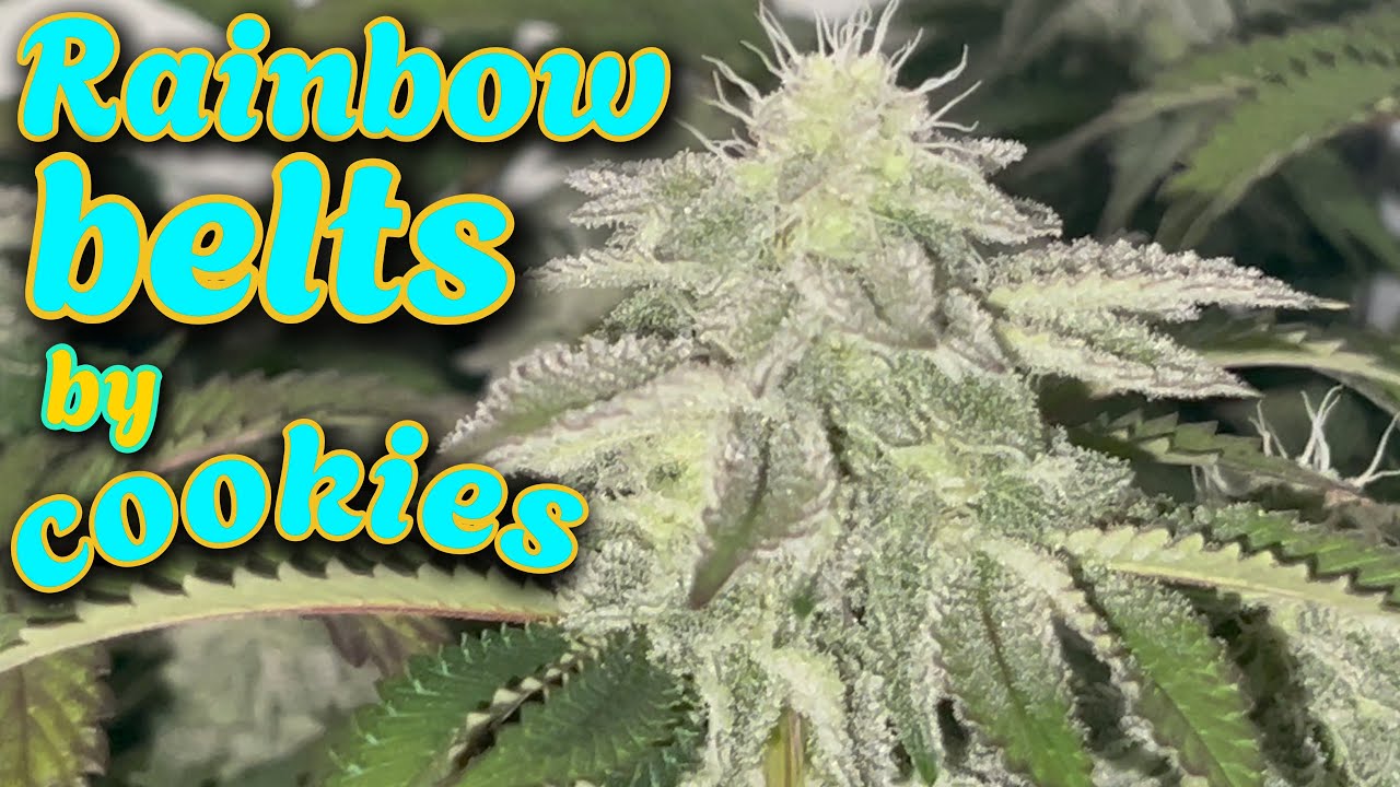 RAINBOWBELTS BY COOKIES IN THE V GROW AUTOMATED GROW BOX