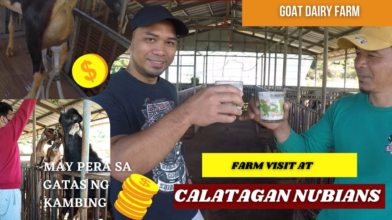 GOAT FARMING PHILIPPINES FARM VISIT AT CALATAGAN NUBIANS / DAIRY FARM