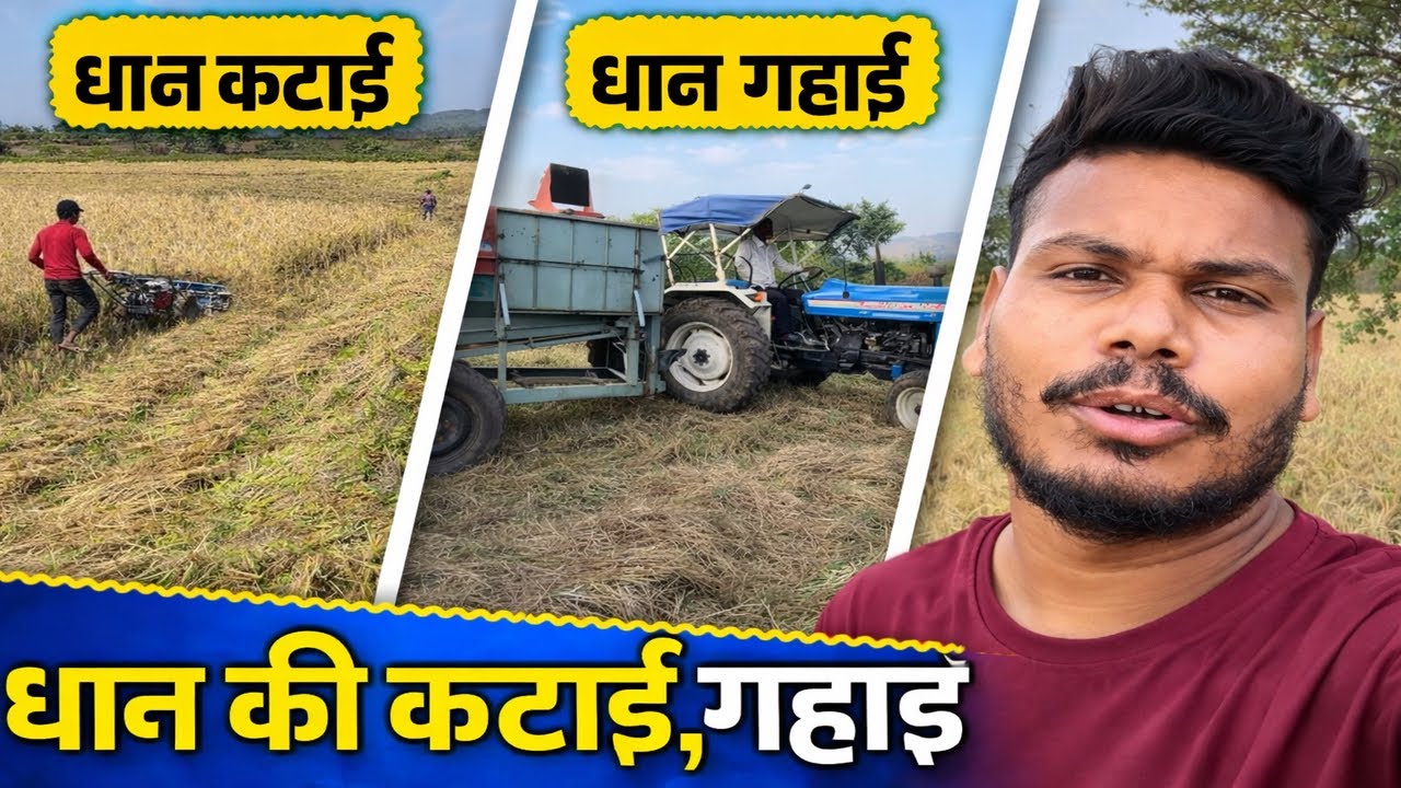 🌾Dhan ki HARVESTING // 🌾धान की गाहनी #farming #tractor #viral #trending #yasharyavlogs #dhan #mp