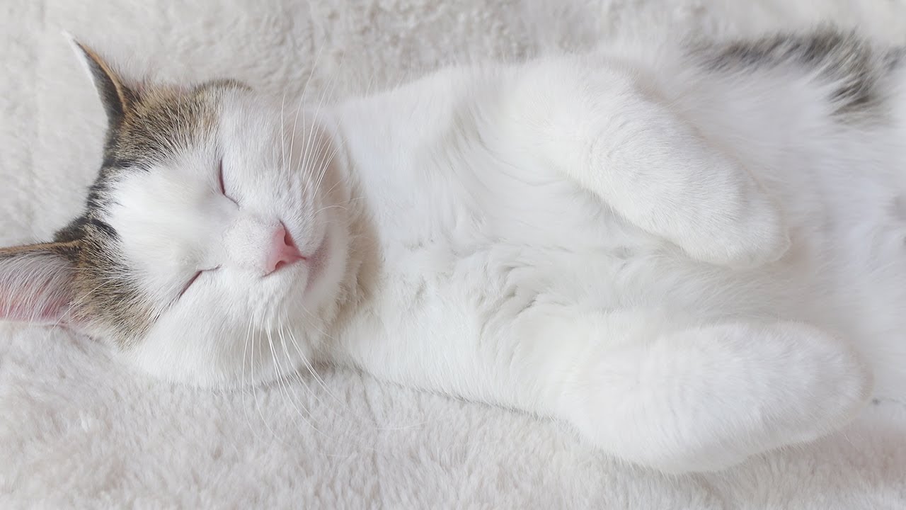 バリカン初体験な子ねこ。-Kitten Miri experiences hair clippers for the first time.-