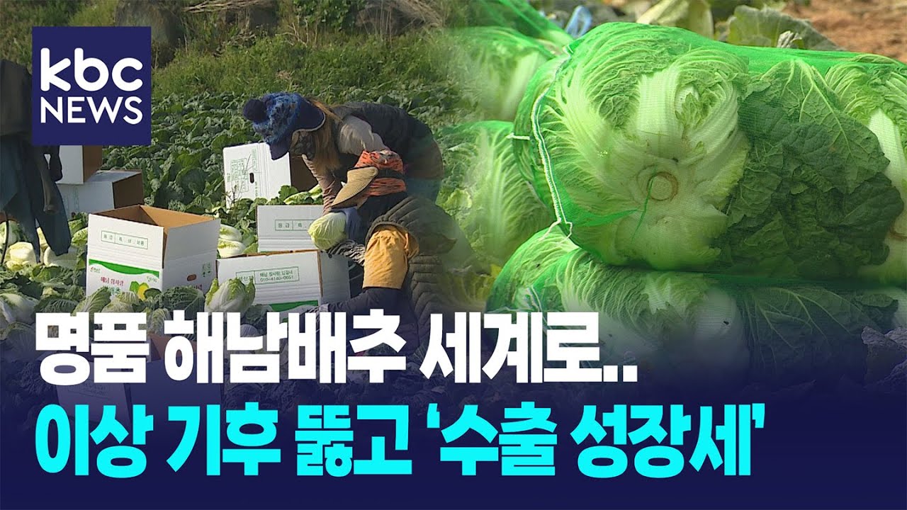 명품 해남배추 K-푸드 수출 한 축...이상기후 극복이 관건  / KBC뉴스