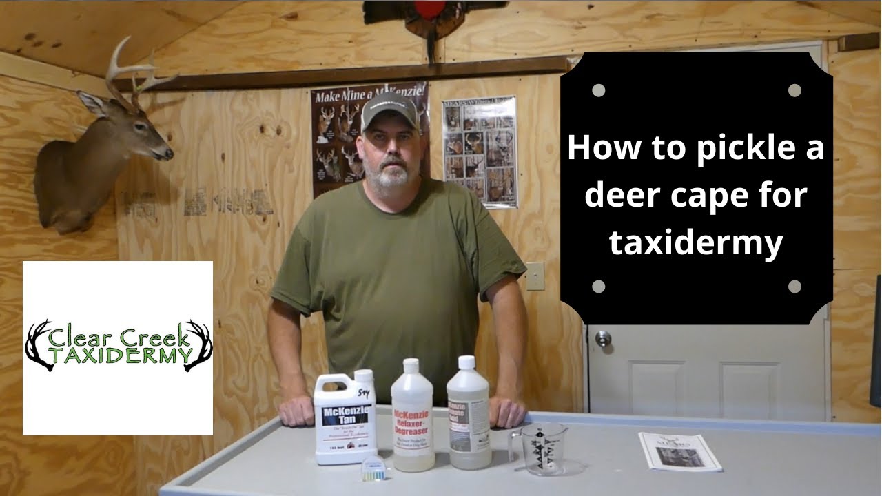 How to pickle a deer cape for taxidermy