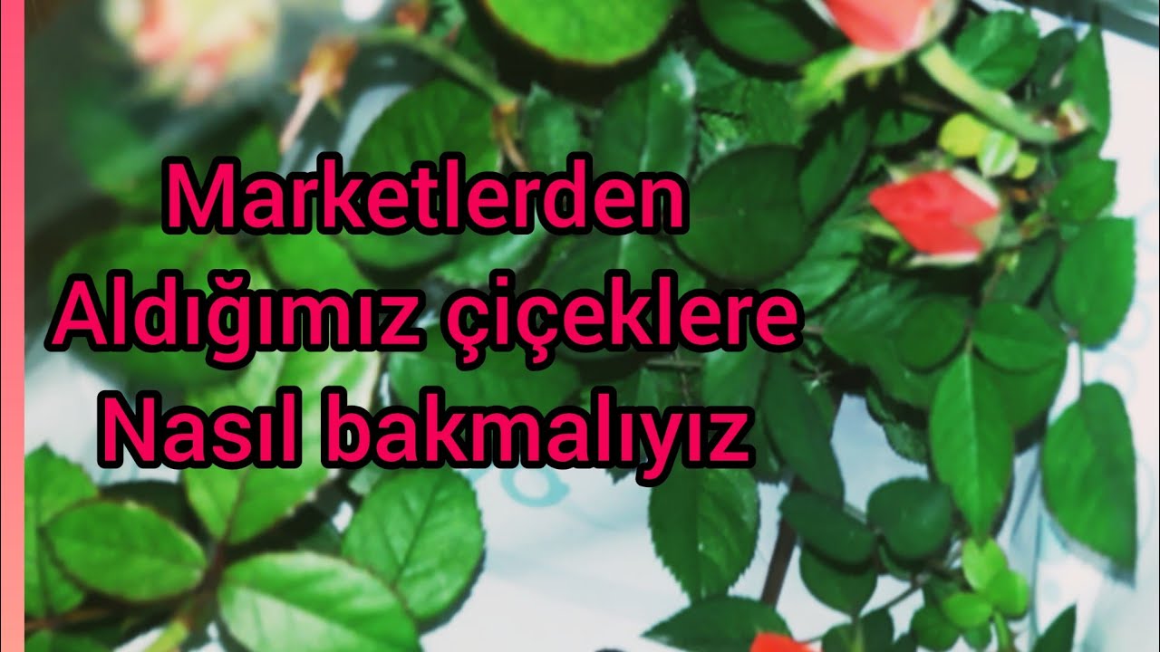 mini gul bakımı- marketlerden aldığımız çiçeklere nasıl bakılmalı
