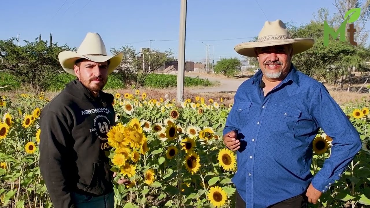 El girasol ornamental,  una excelente opción para los productores del campo.