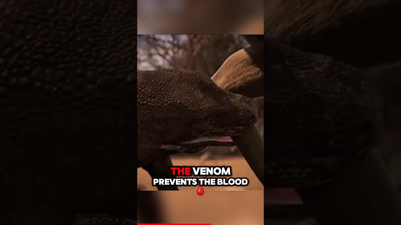 One Bite from This Lizard Can Kill You