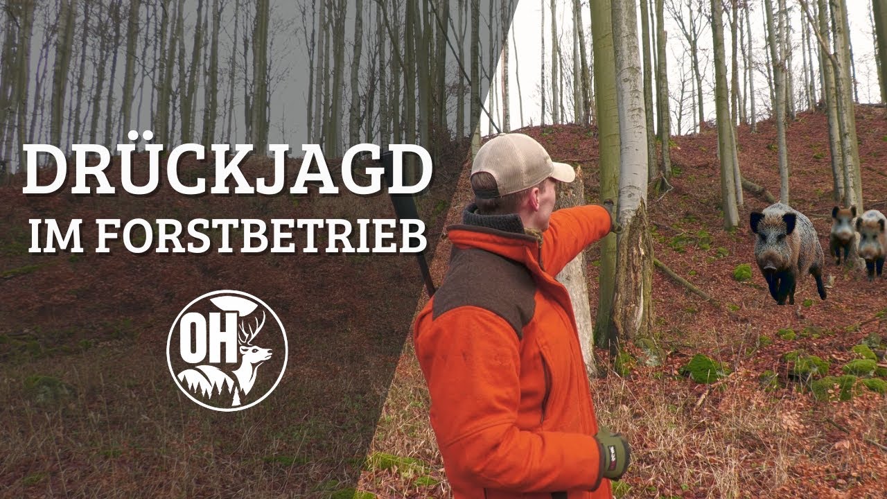 SAUEN im Buchenwald | DR&Uuml;CKJAGD im heimischen Forstbetrieb