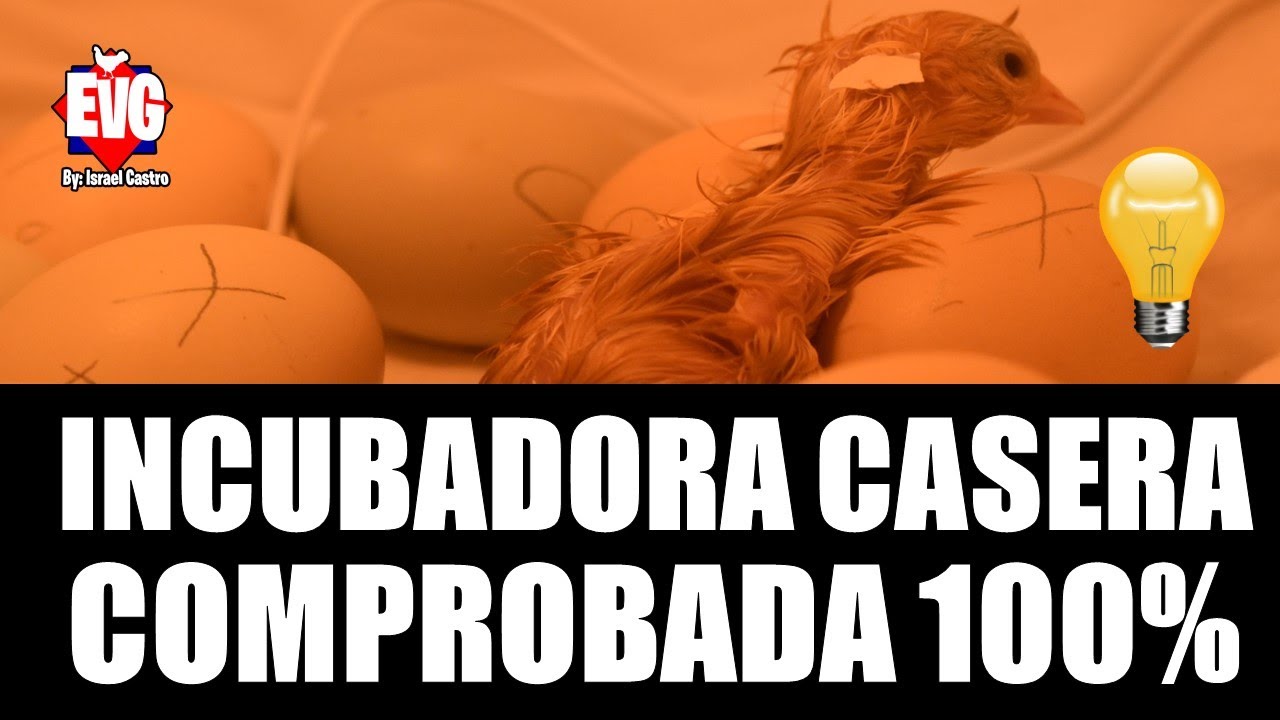 Como Hacer Una Incubadora Casera - COMPROBADA 100% | Paso a Paso