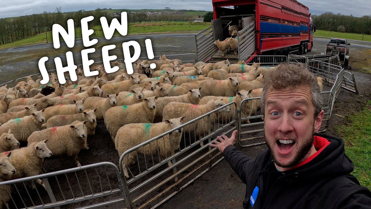 We bought 184 pregnant Ewes!!