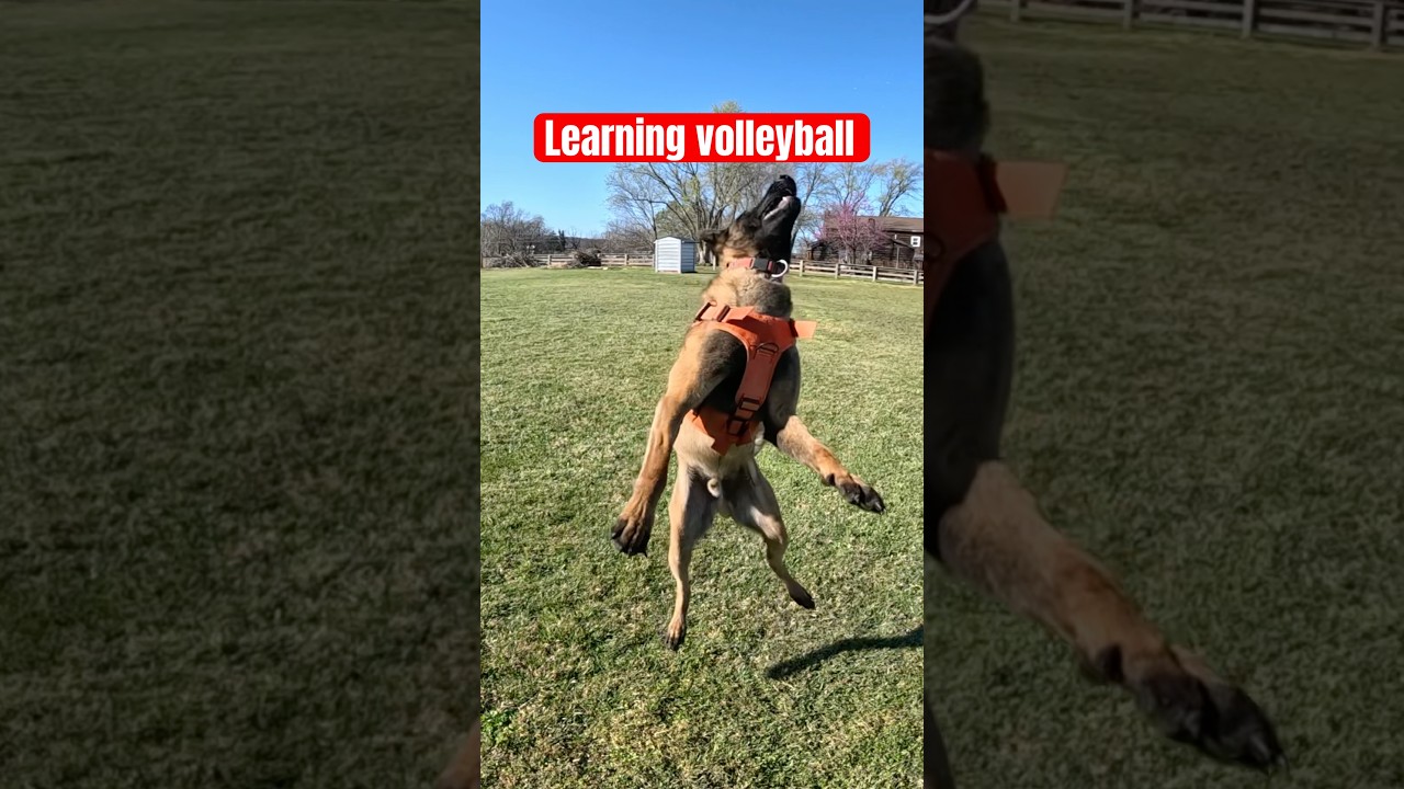 Learning to play volleyball. #malinois #searchdog