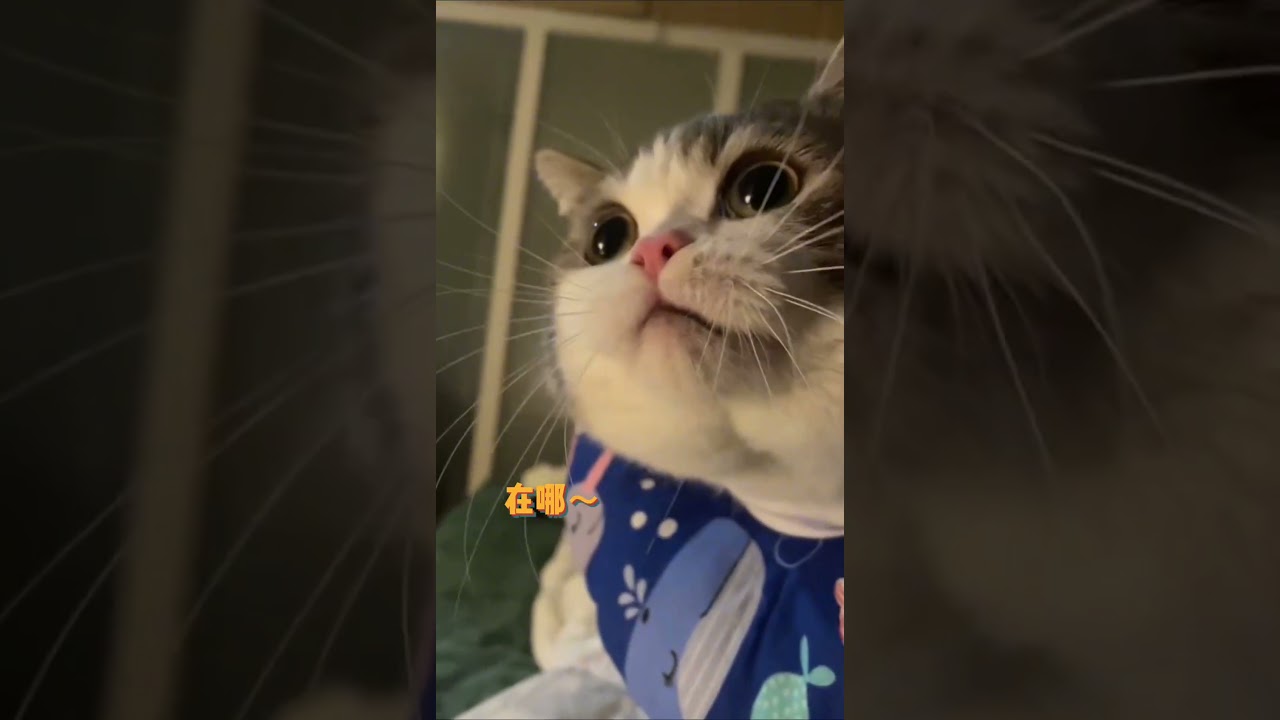 喵～貓叫聲英短貓咪的日87Meow ~ cat meow British shorthair cat day 87