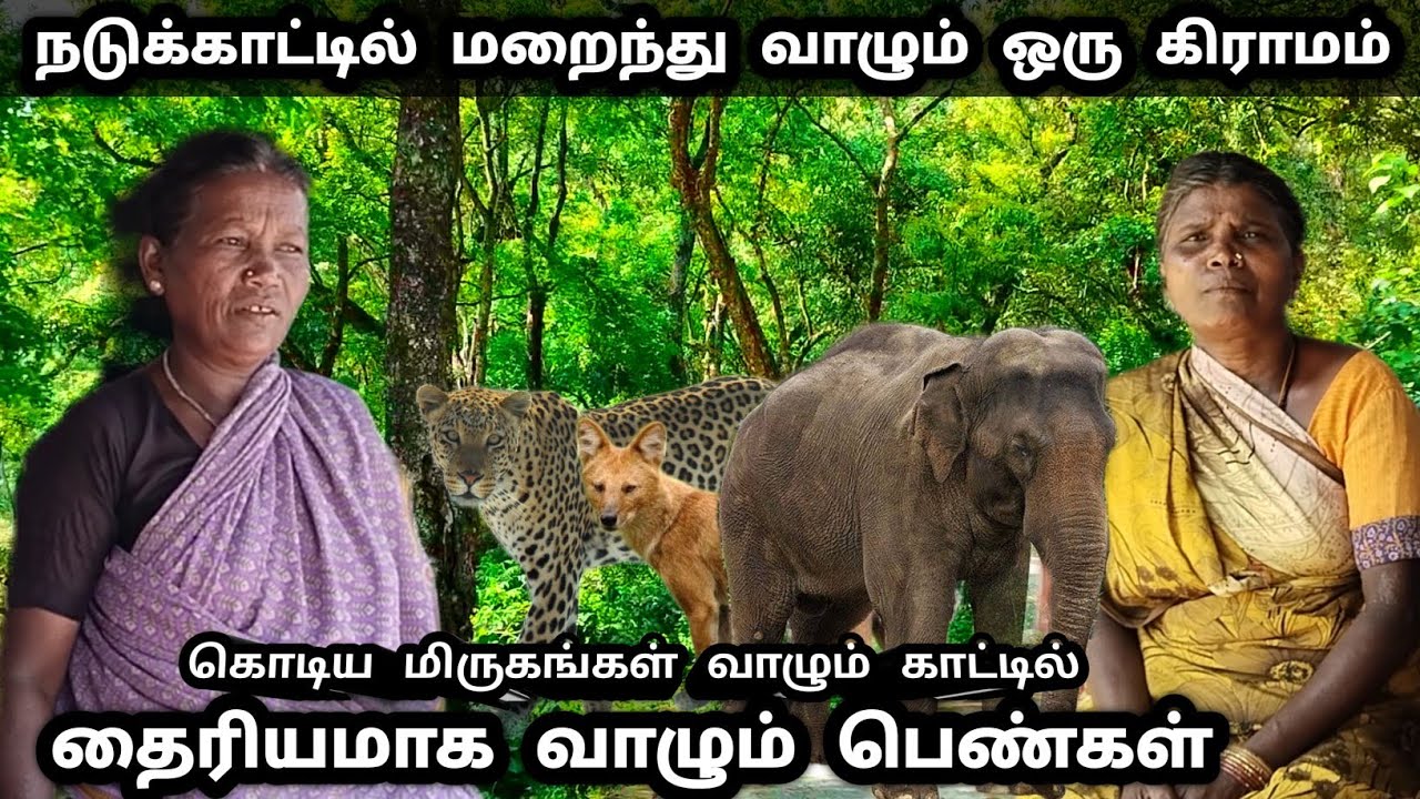 மிருகங்கள் வாழும் காட்டில் மறைந்து வாழும் ஏழு குடும்பங்கள் #westernghats #tribes #travel #nature