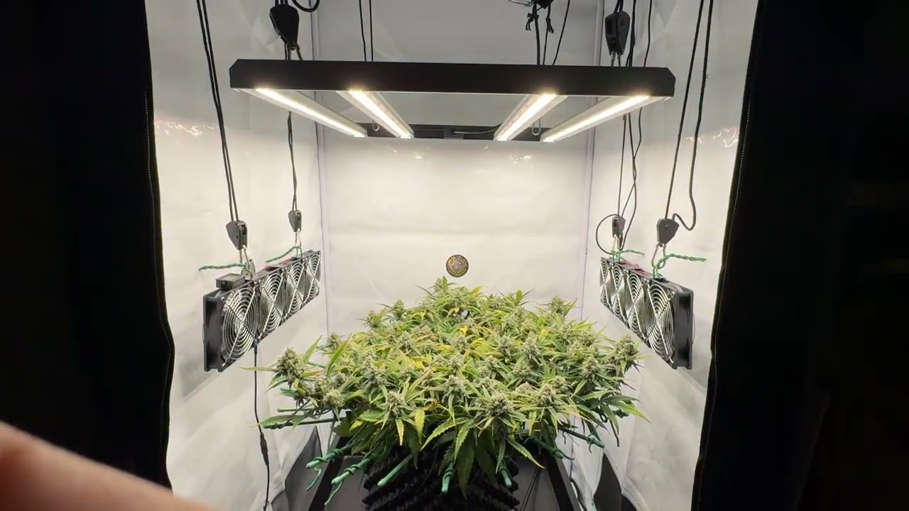 Amnesias - Soma Seeds