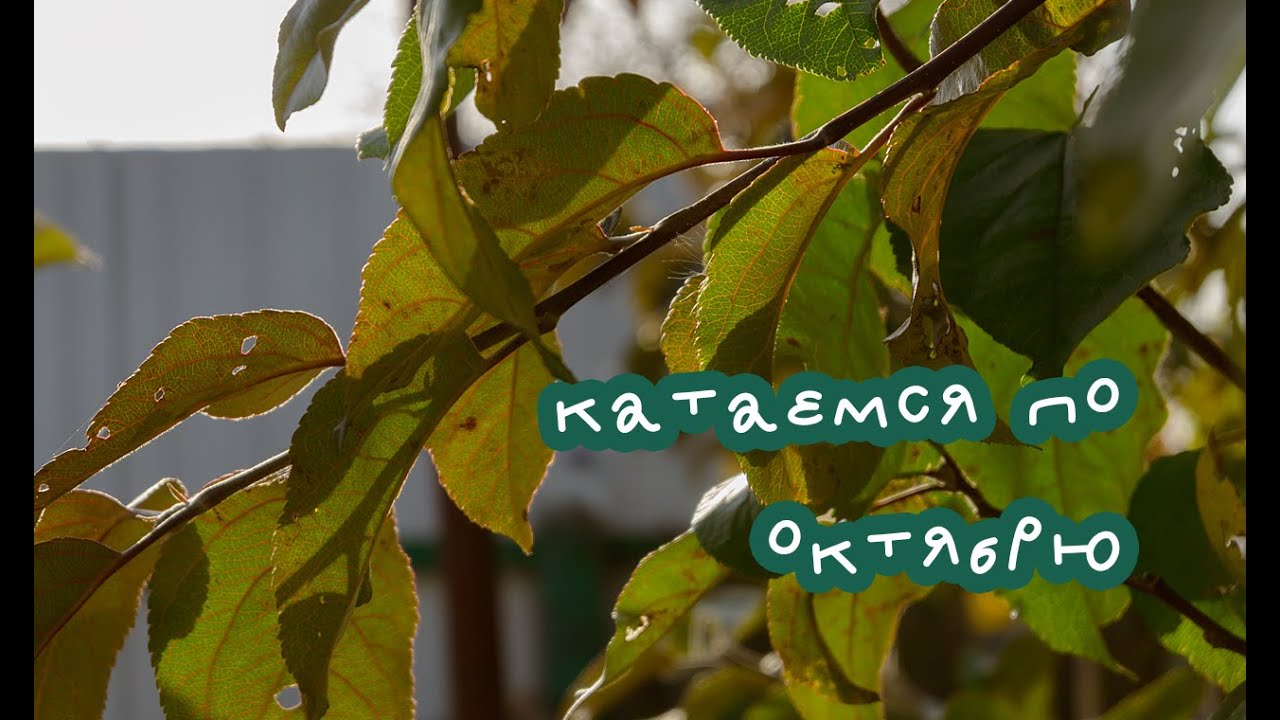 Влог #4 | Почему не выкладываю видео и где мы живём