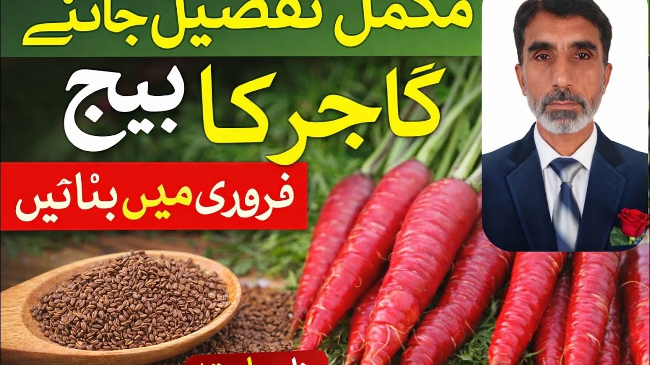 گاجر کے بیج کا مہینہ ا چکا ہے فروری گاجر کے بیج بنانے کا مہینہ ہے مکمل تفصیل جانیے