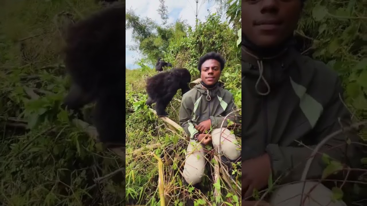 IShowSpeed went Gorilla hunting in Rwanda, Africa, and froze when one found him