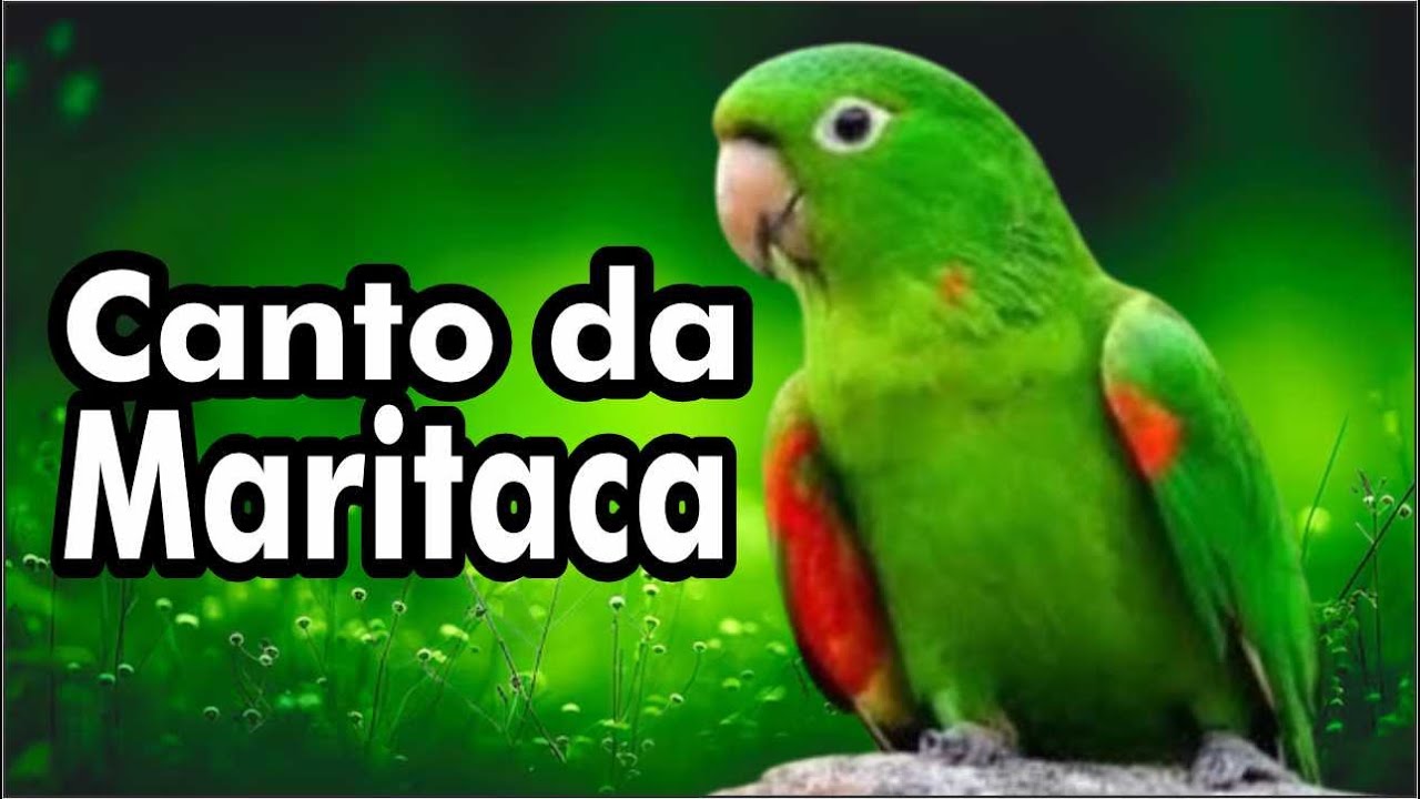 CANTO DA MARITACA - MARITACAS CANTANDO