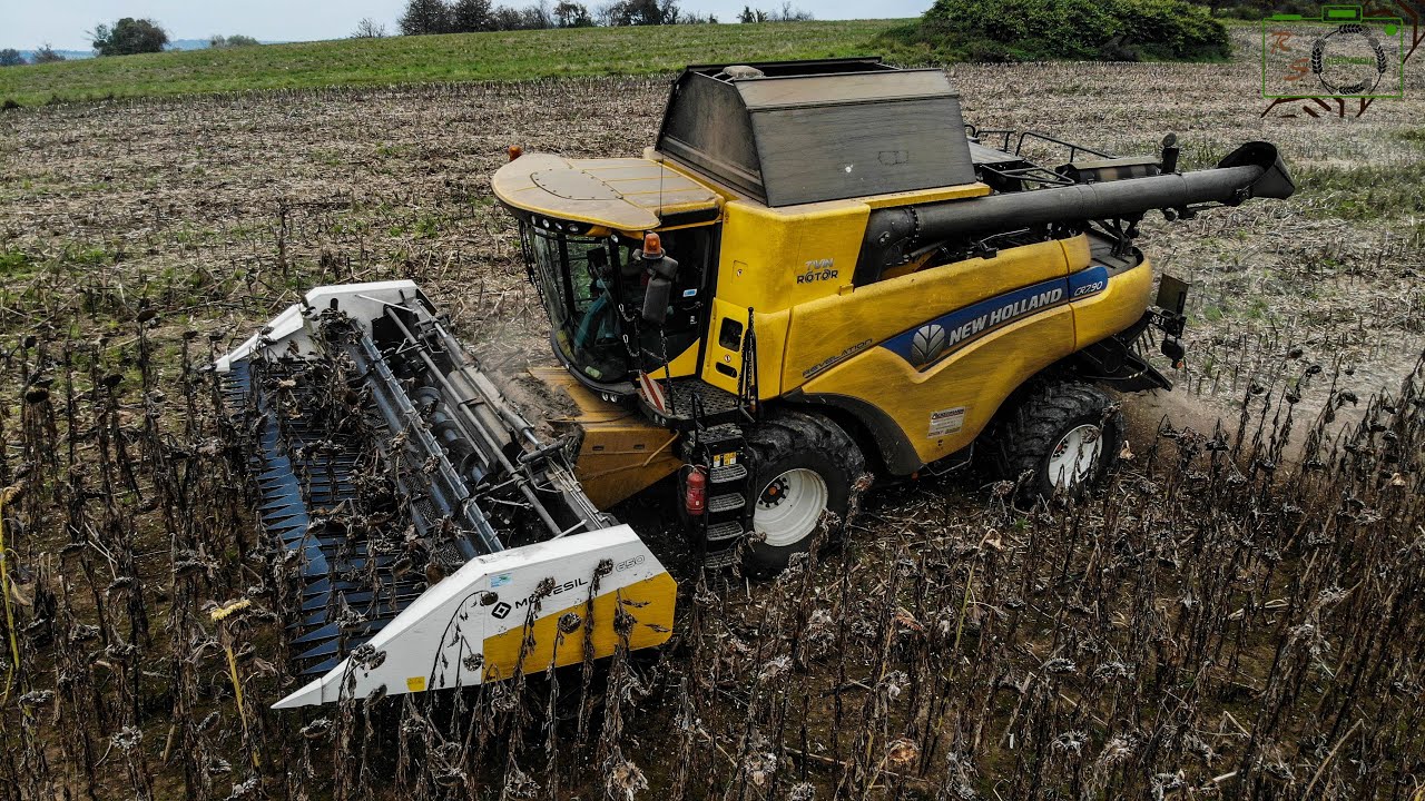 Sonneblumenernte im Hang/ New Holland CR 7.90